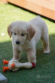 Cuccioli di Golden Retriever Allevamento
