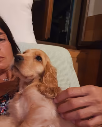 Puppies English Cocker Spaniel
