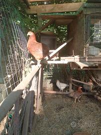 Animali da cortile