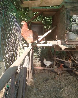 Animali da cortile
