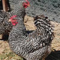 Galline razza amrock