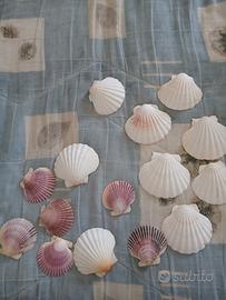conchiglie per decorazion