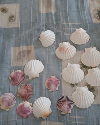 conchiglie per decorazion