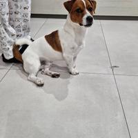 Jack rassel maschio x accoppiamento