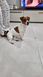 Jack rassel maschio x accoppiamento