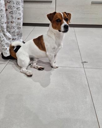 Jack rassel maschio x accoppiamento