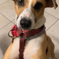 Cucciola in adozione