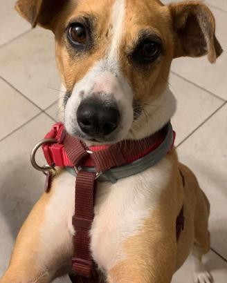 Cucciola in adozione