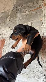 Cuccioli di dobermann