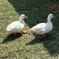 Anatre mignon Call Duck