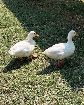 Anatre mignon Call Duck