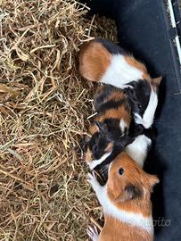 Cuccioli porcellini dindia