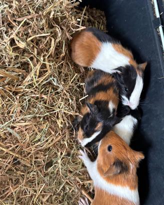 Cuccioli porcellini dindia