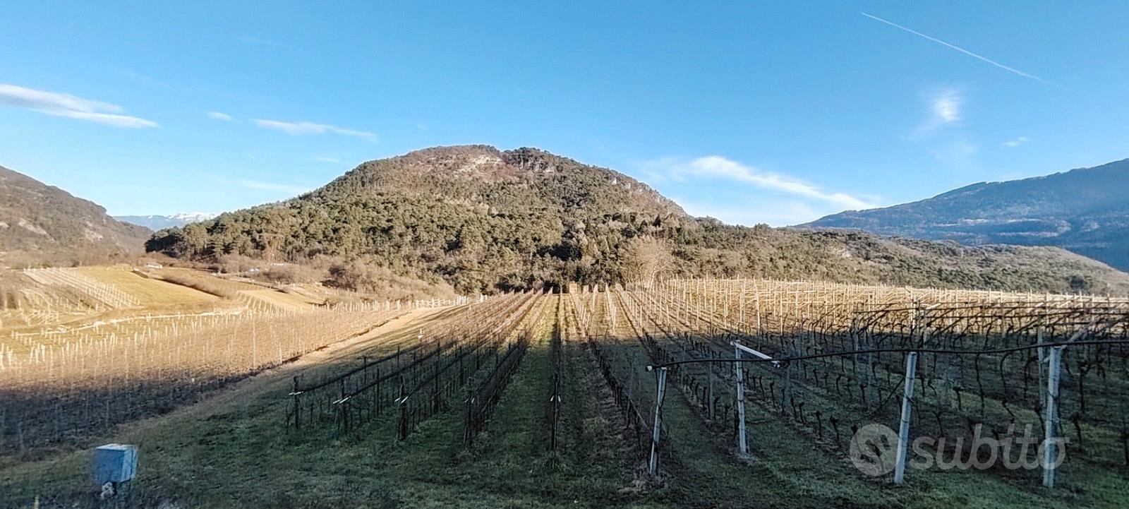 Vallelaghi Covelo - Vigneto e Arativo - Vista 5