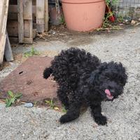 Cane barboncino taglia media