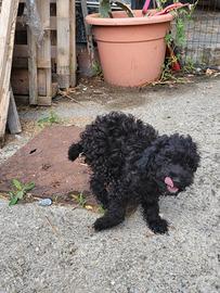 Cane barboncino taglia media