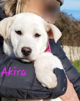AKIRA in adozione