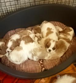 Cuccioli di Cavalier king con pedigree Enci
