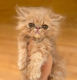 Persiano cucciolo 