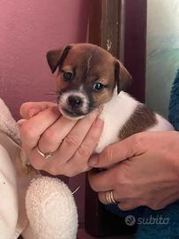 Jack Russell femmina pelo liscio