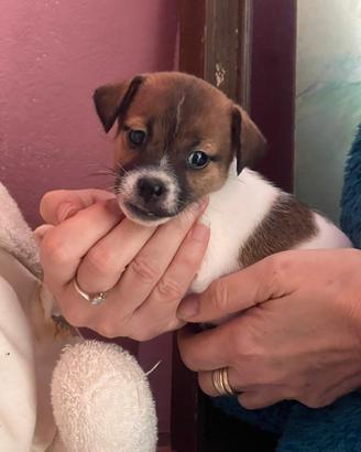 Jack Russell femmina pelo liscio