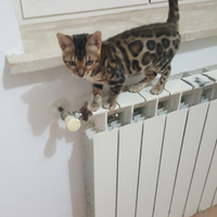 Cuccioli gatti bengala 6mesi