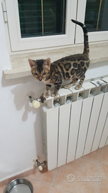 Cuccioli gatti bengala 6mesi