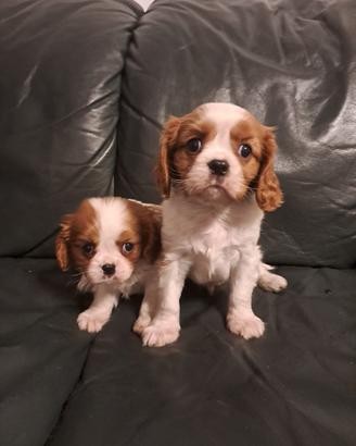 Maschietti di cavalier King