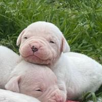 Cuccioli di dogo argentino