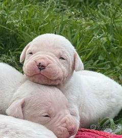 Cuccioli di dogo argentino