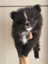 Spitz di Pomerania