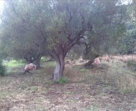 Terreno panoramico Marina di Camerota Loc. Sinna