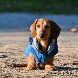 Bassotti kaninchen nano