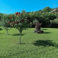 Giardiniere tuttofare