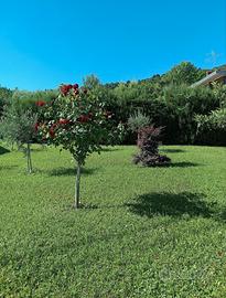 Giardiniere tuttofare
