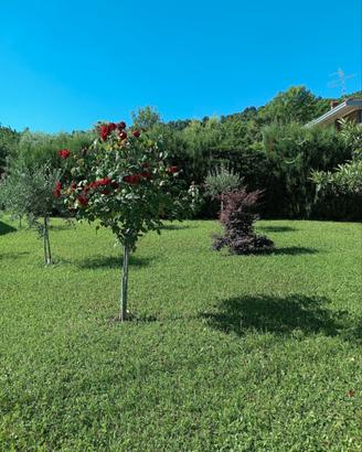 Giardiniere tuttofare