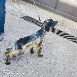 Setter 13 mesi da caccia