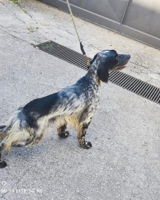 Setter 13 mesi da caccia