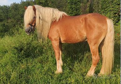 Puledri haflinger