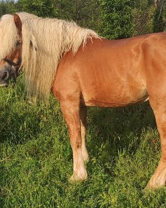 Puledri haflinger