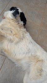 Cane femmina di 3 anni