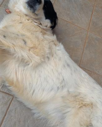 Cane femmina di 3 anni
