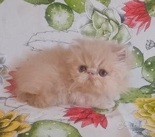 cucciolo di persiano