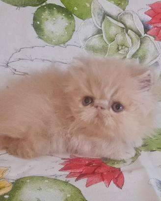 cucciolo di persiano