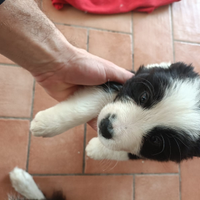 Cuccioli di border collie