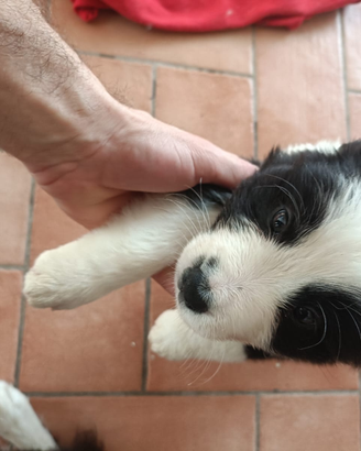 Cuccioli di border collie