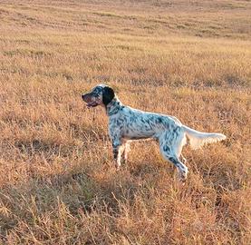 Setter inglese