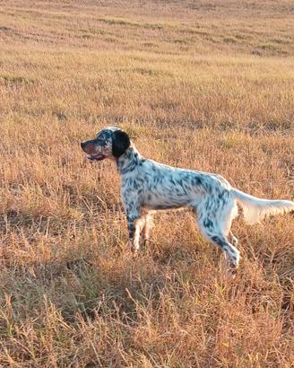 Setter inglese