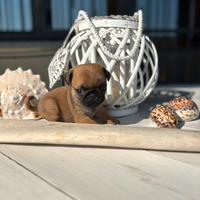 Cuccioli carlino albicocca con pedigree
