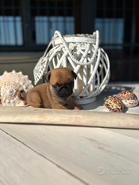 Cuccioli carlino albicocca con pedigree